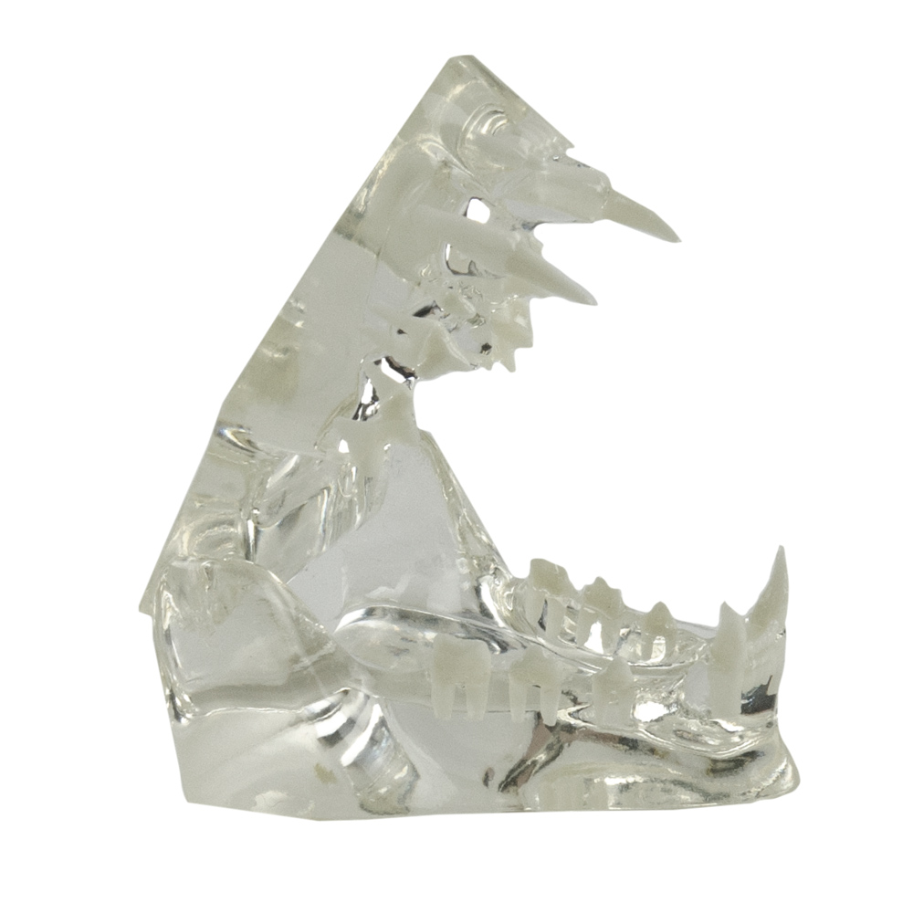 Transparent Cat Jaw