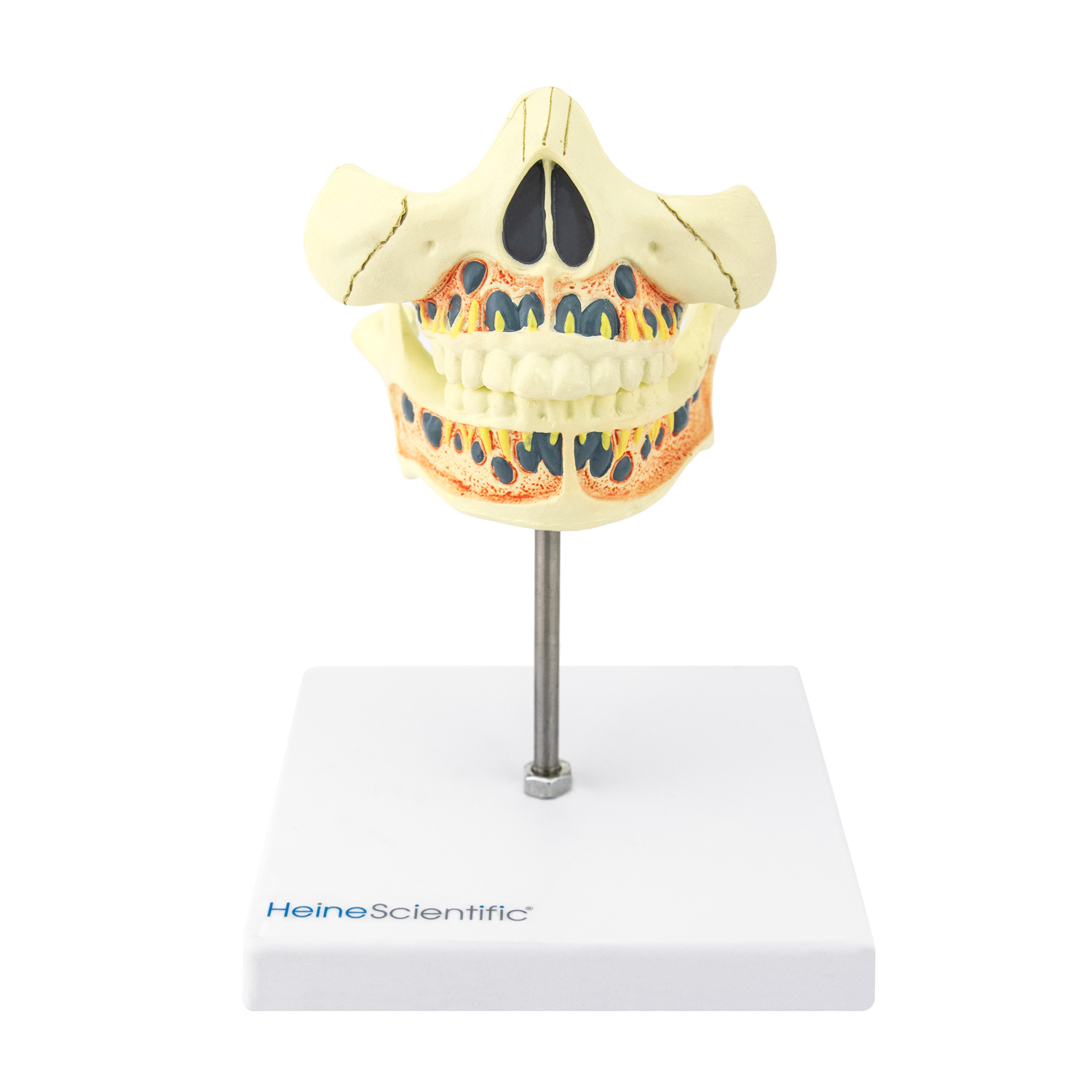 Model of a Human Jaw