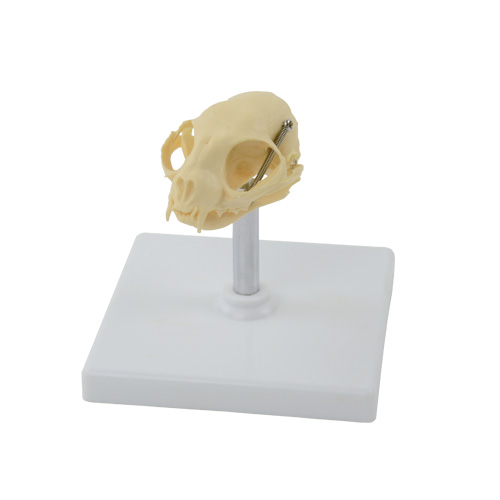 Feline Skull